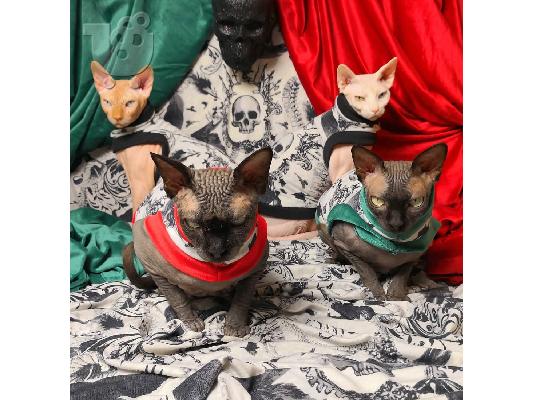 γατάκια sphynx